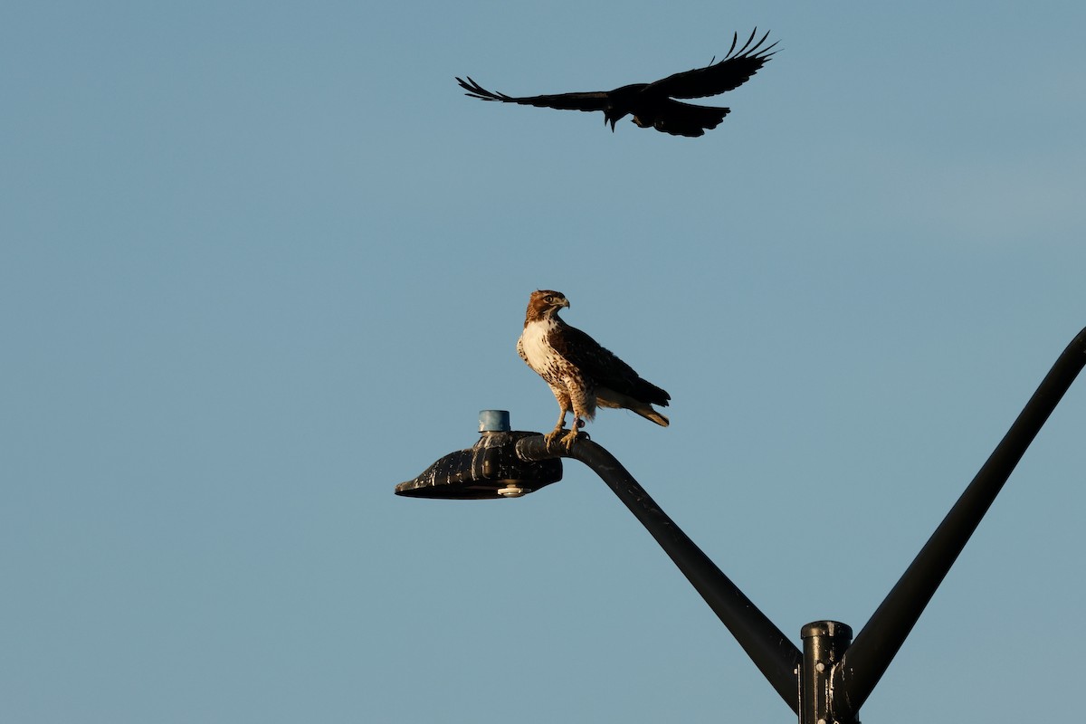 Red-tailed Hawk - ML628946022