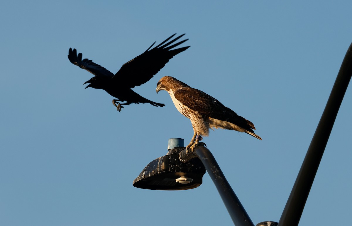 Red-tailed Hawk - ML628946029