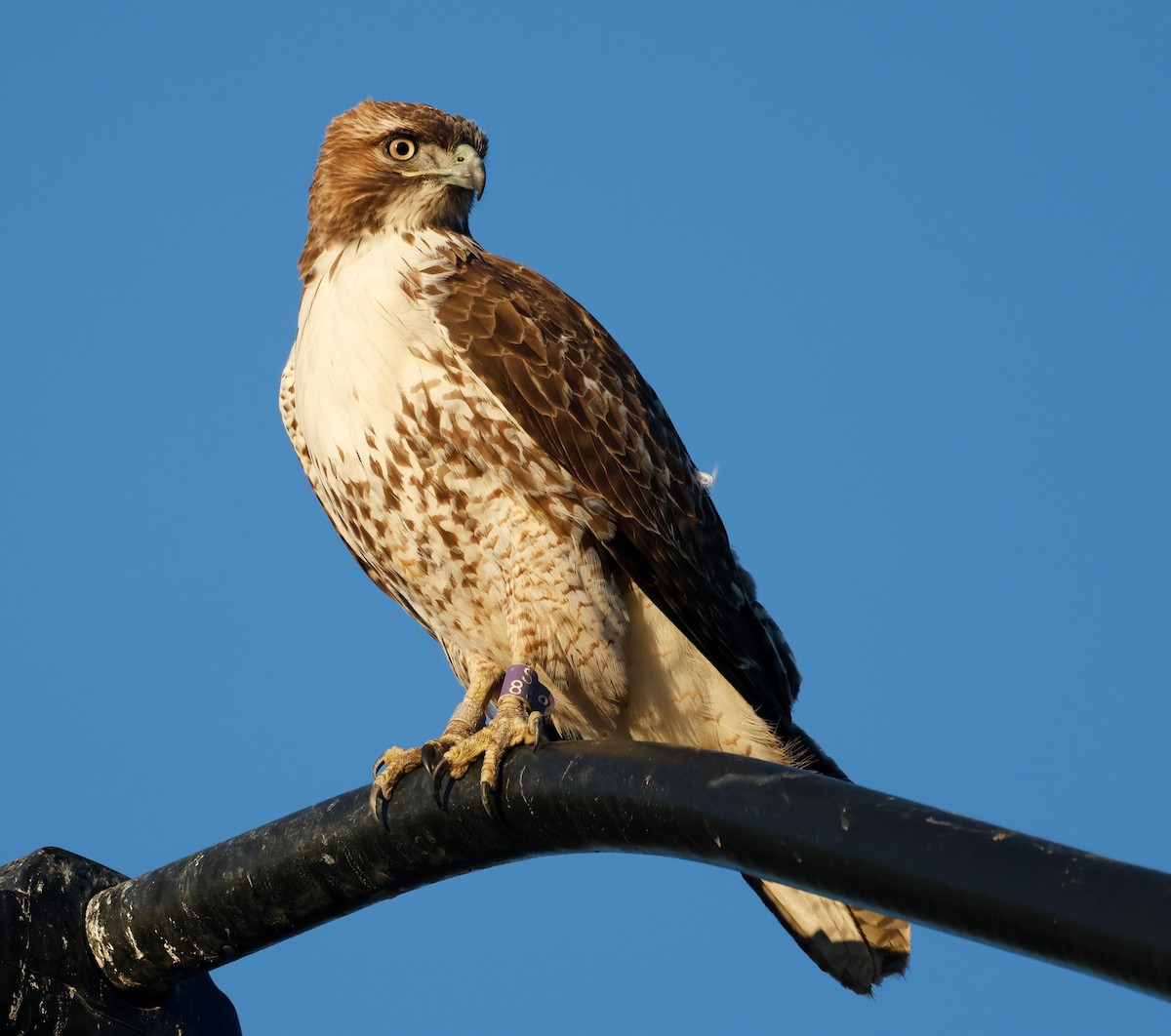 Red-tailed Hawk - ML628946033