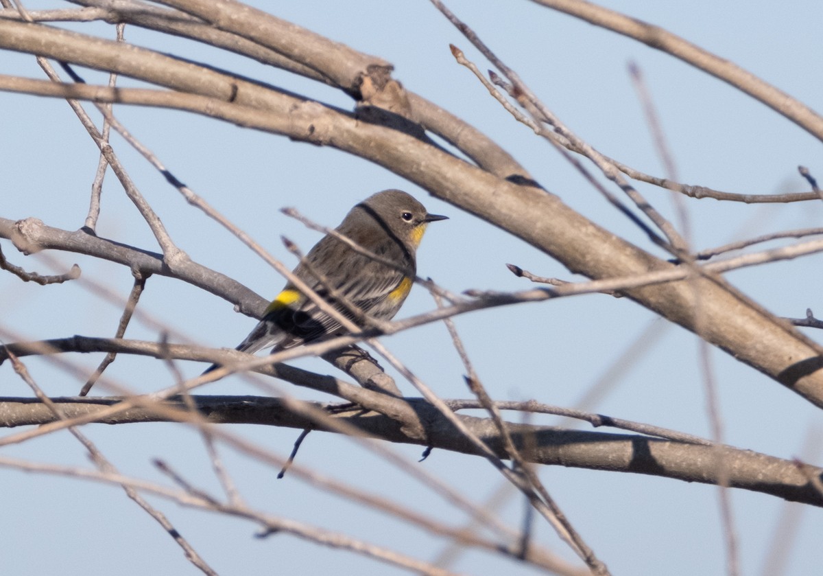 Yellow-rumped Warbler (Audubon's) - ML628946034