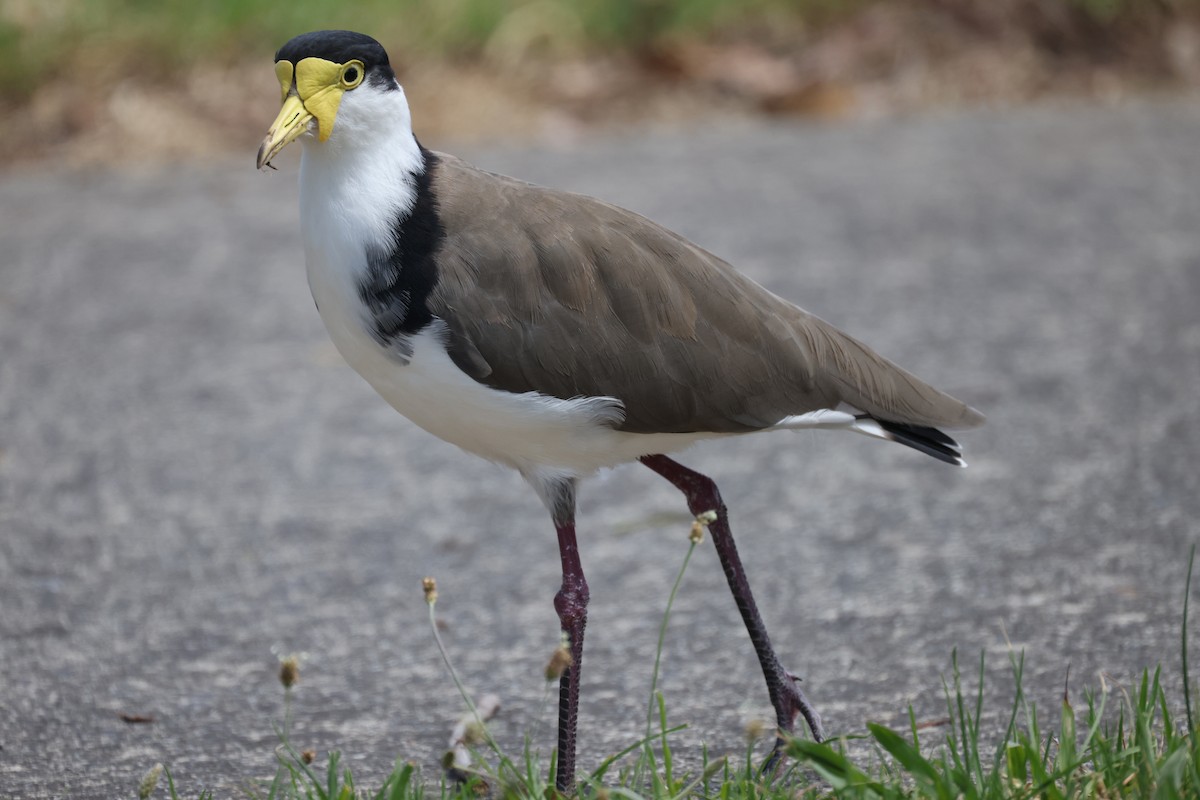 Masked Lapwing - ML628946058