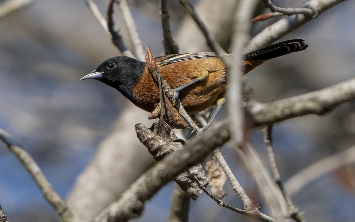 Orchard Oriole - ML628946254