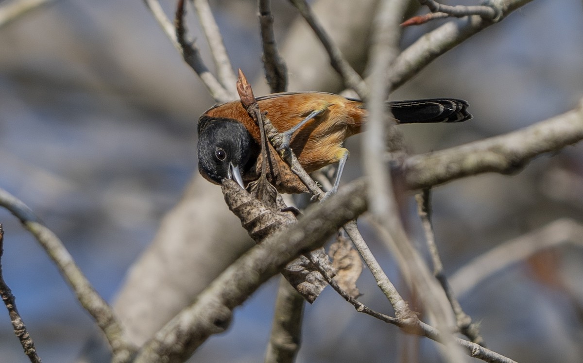 Orchard Oriole - ML628946255