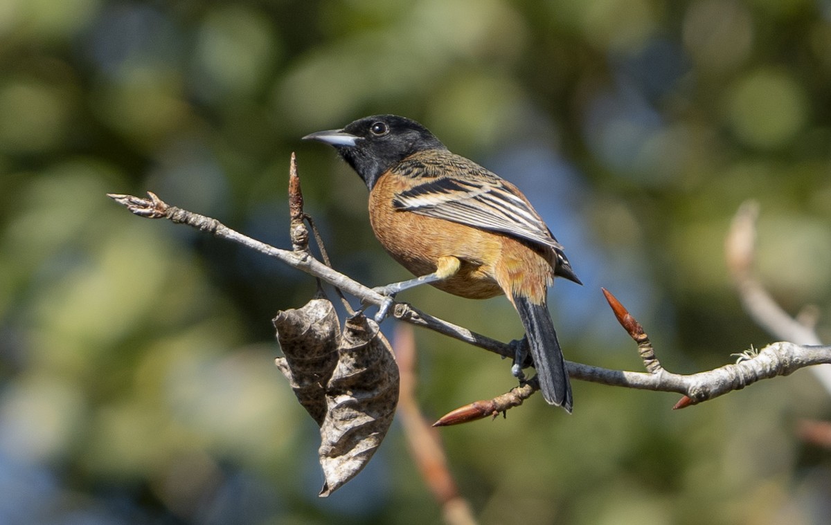 Orchard Oriole - ML628946256