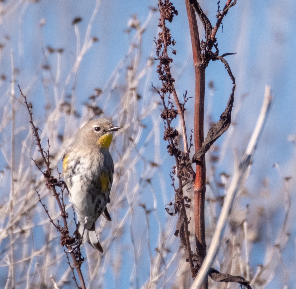 Yellow-rumped Warbler (Audubon's) - ML628946339