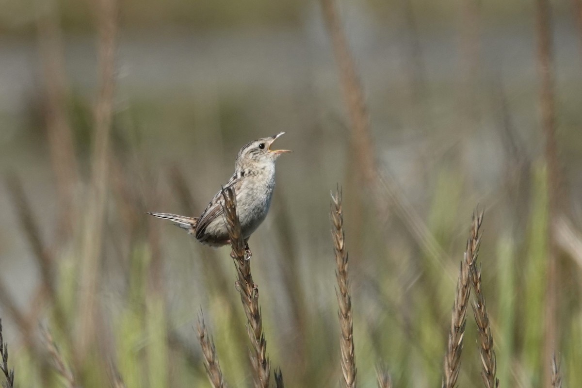 Grass Wren (Austral) - ML628946423