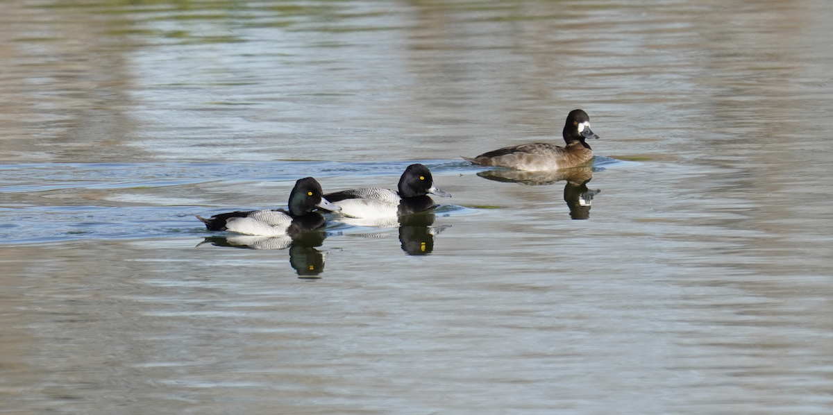 Lesser Scaup - ML628946484