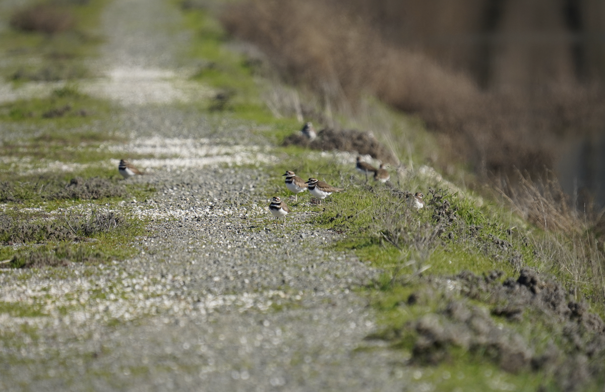 Killdeer - ML628946492