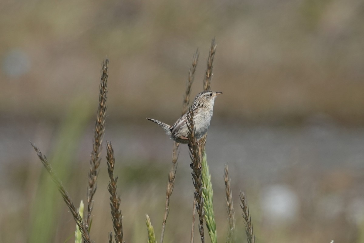 Grass Wren (Austral) - ML628946502