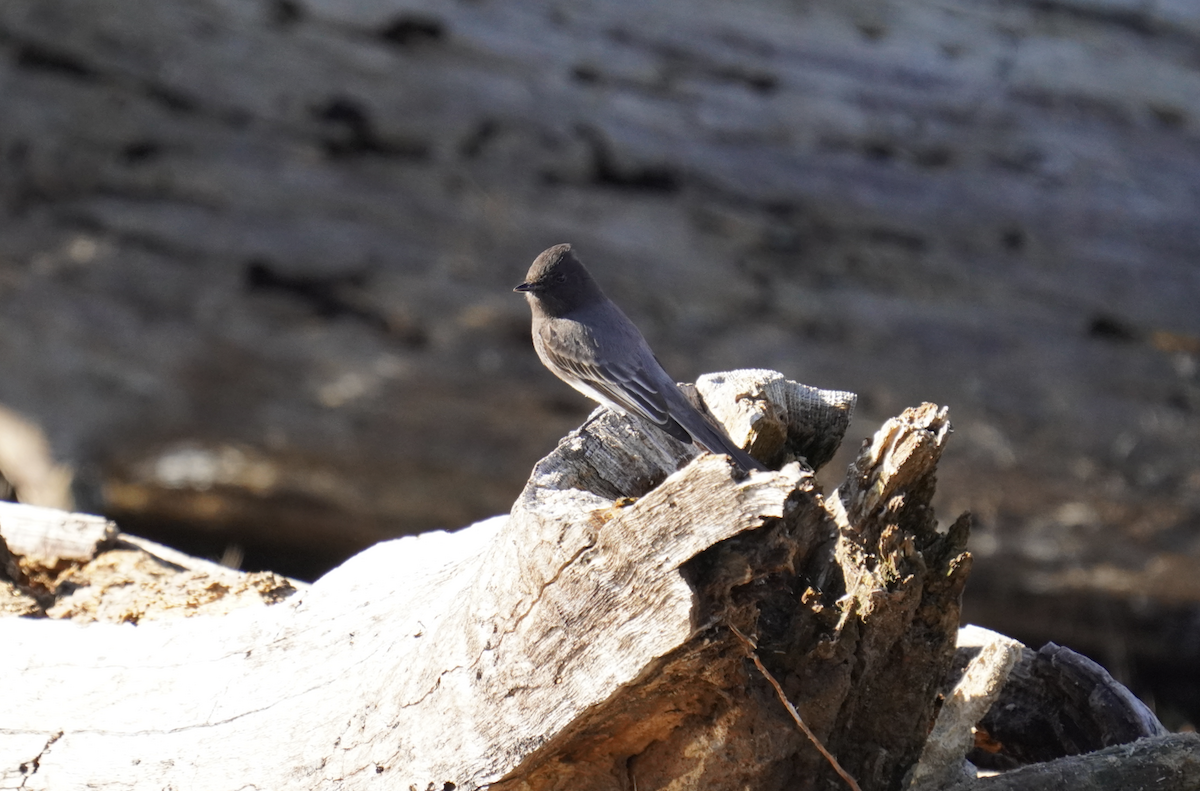 Black Phoebe - ML628946547