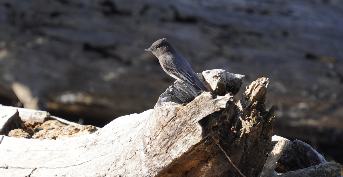 Black Phoebe - ML628946548