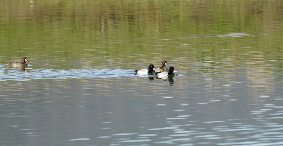 Lesser Scaup - ML628946558