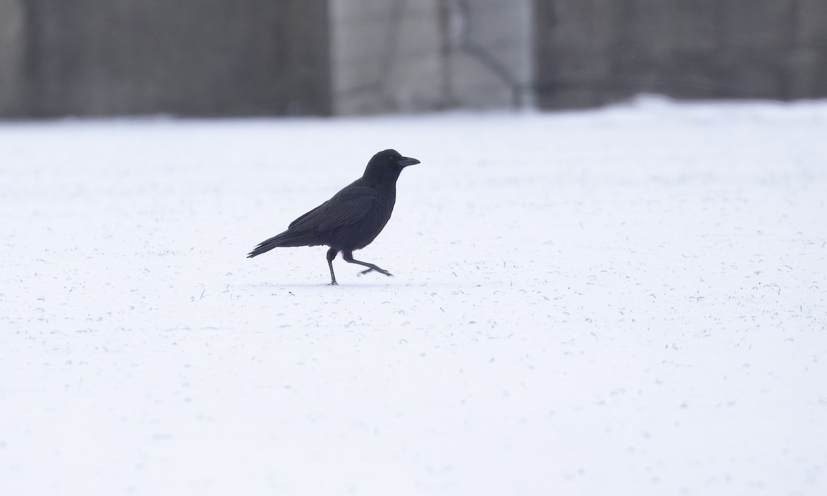 American Crow - ML628946882