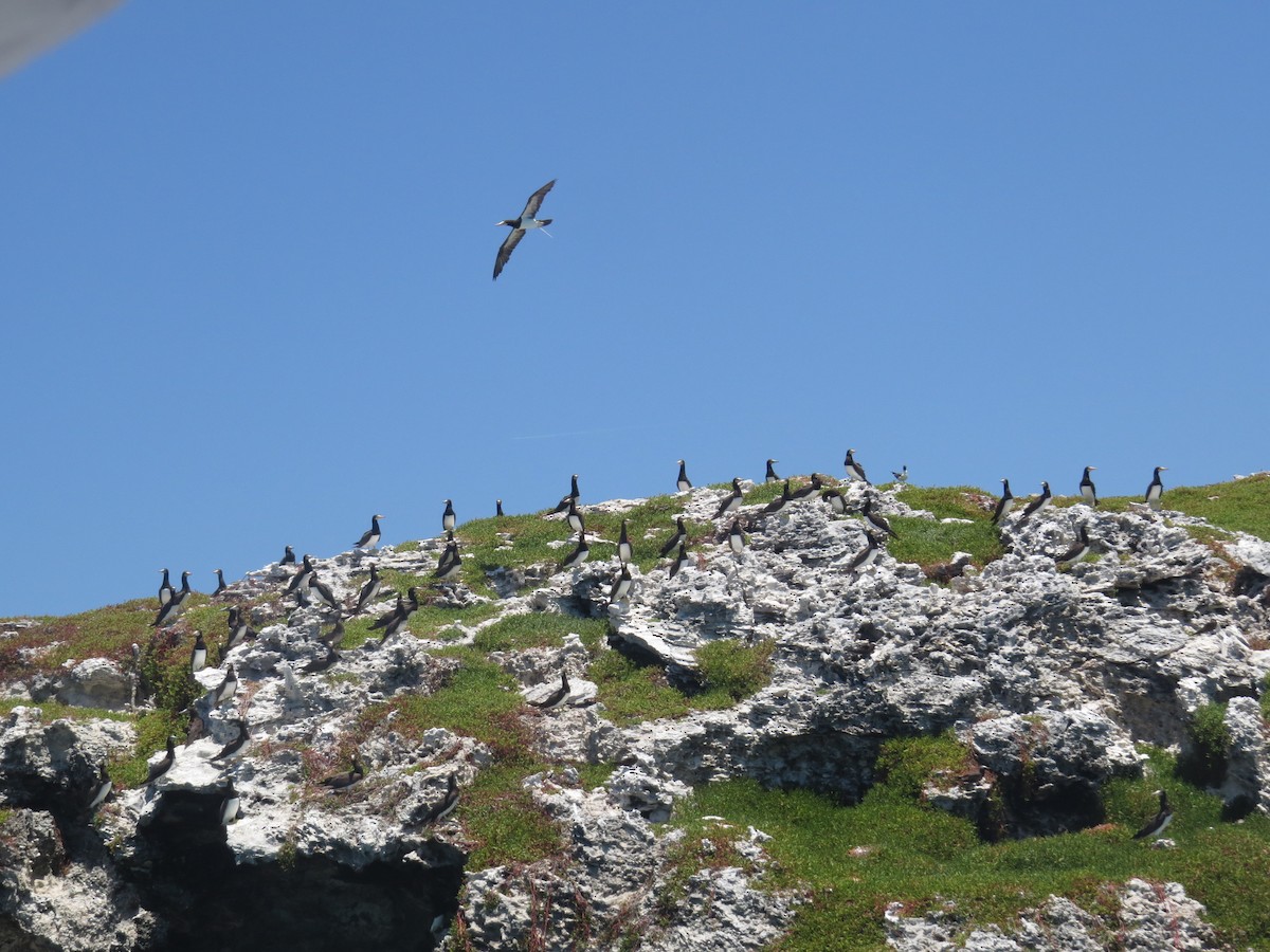 Brown Booby - birdclub newprovidence