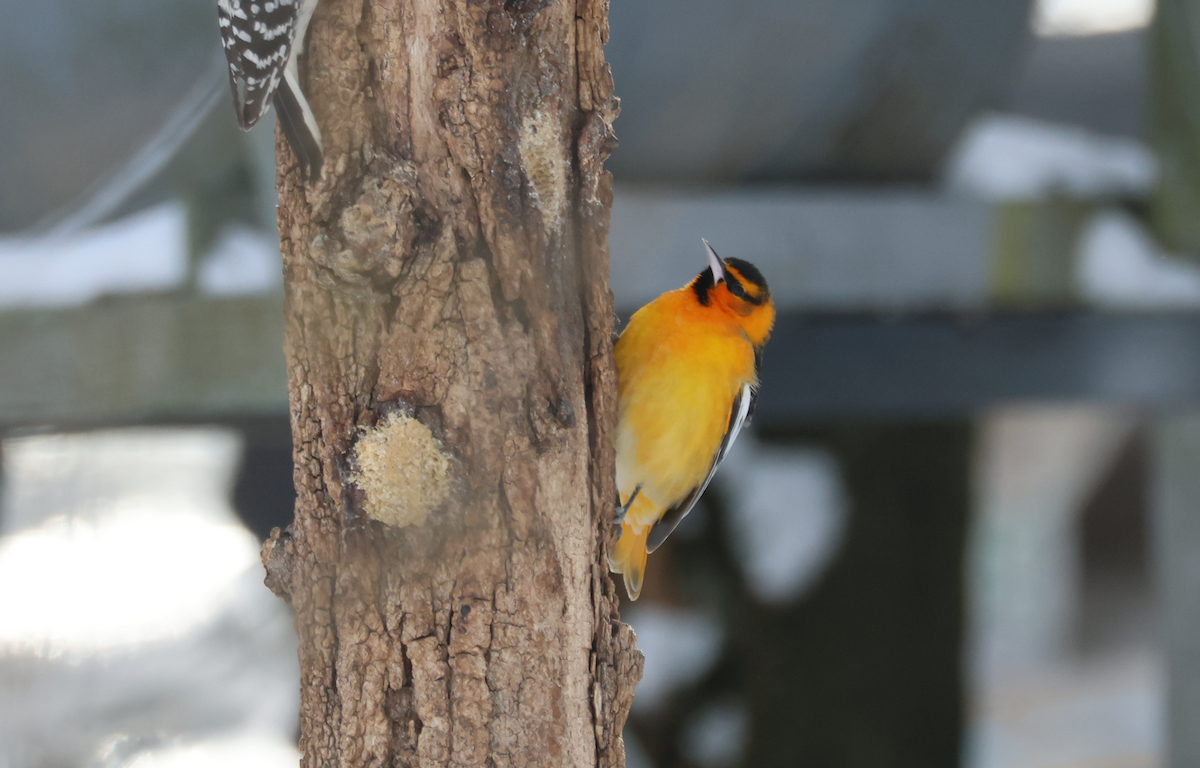 Bullock's Oriole - ML628946960