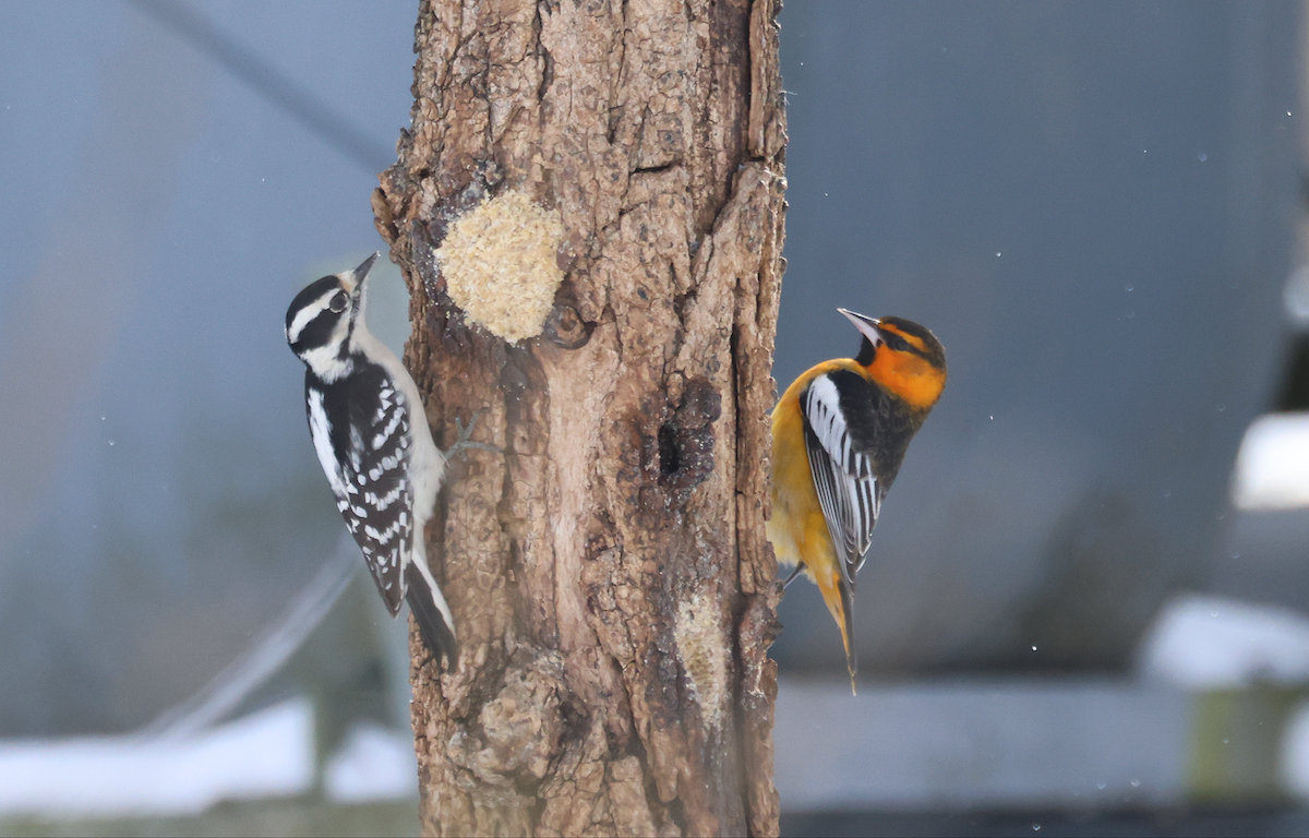 Bullock's Oriole - ML628946965