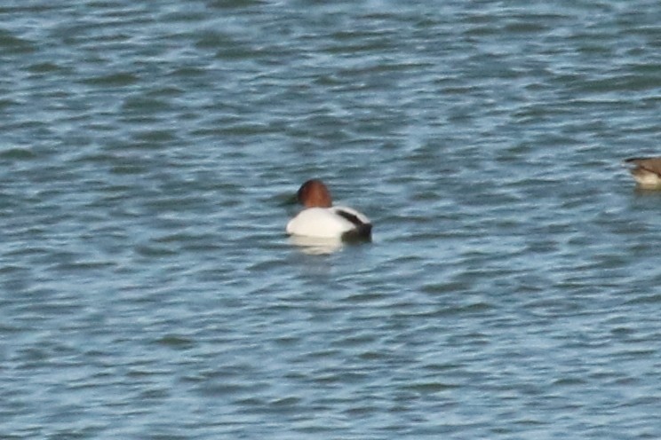 Canvasback - ML628946975