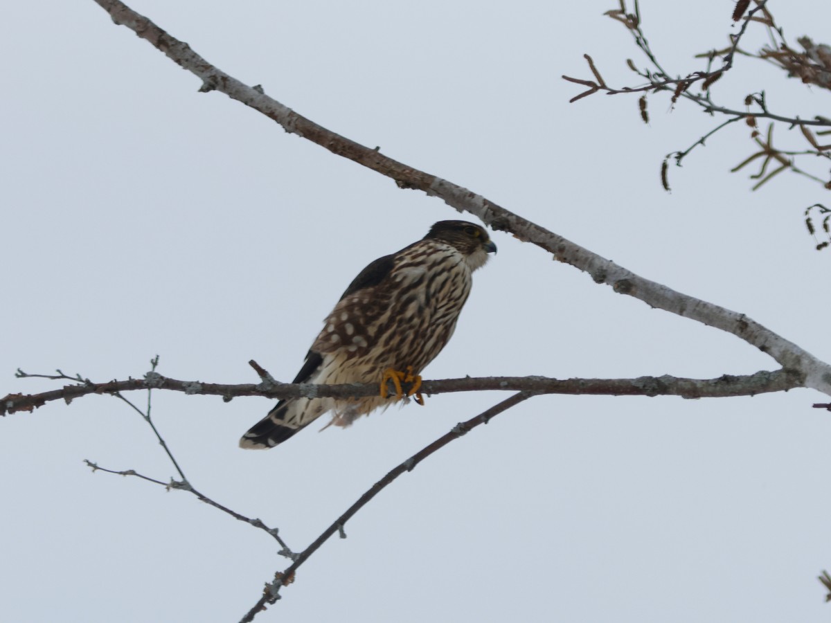 Faucon émerillon - ML628947258