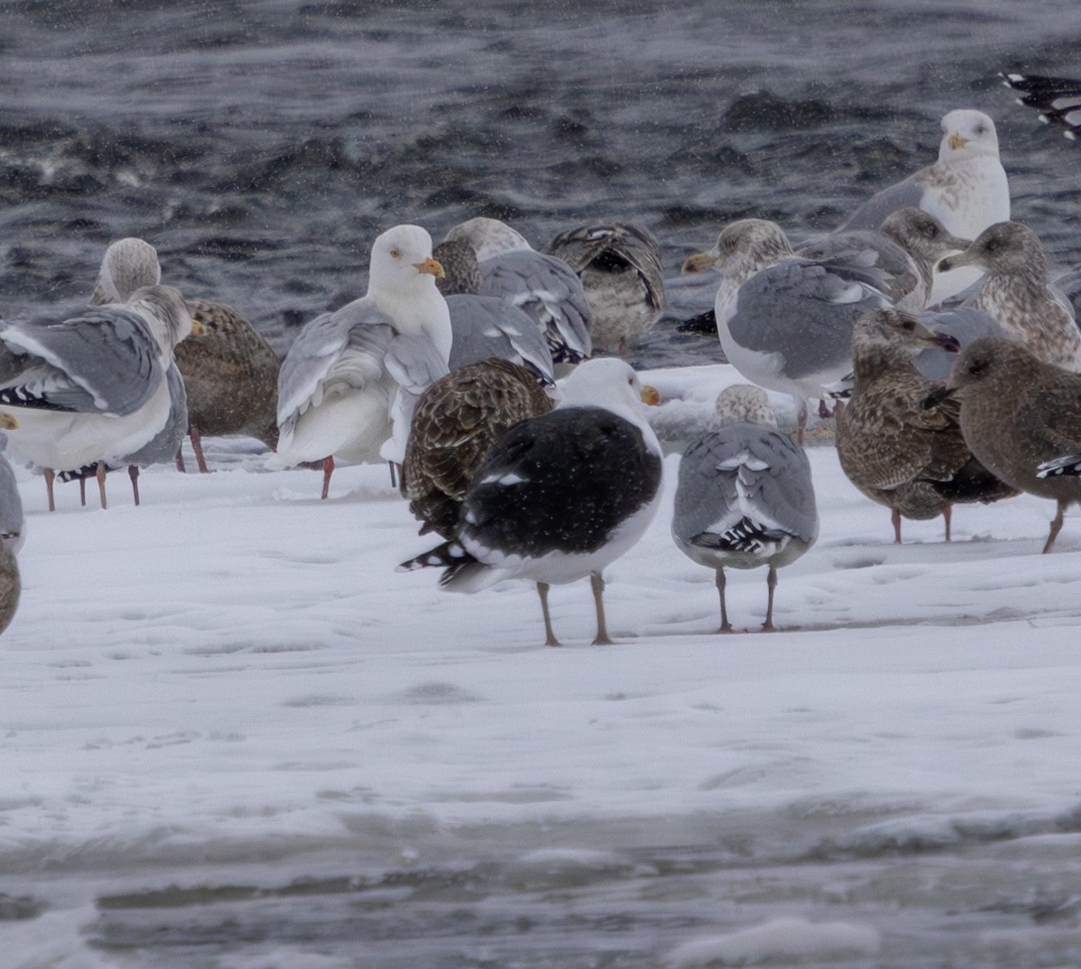 Glaucous Gull - ML628947310