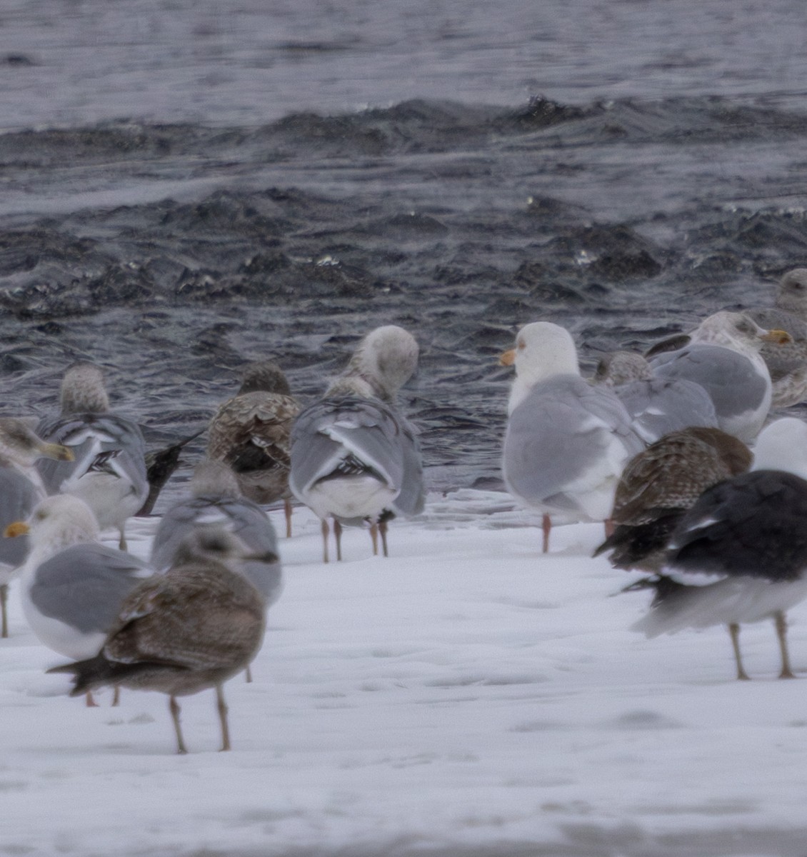 Glaucous Gull - ML628947311