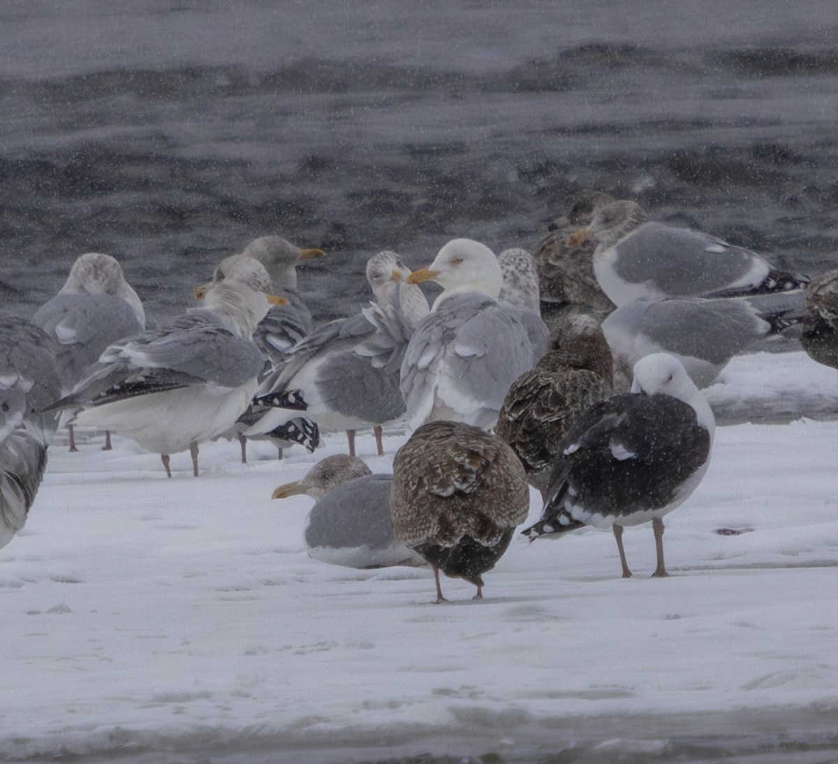 Glaucous Gull - ML628947312