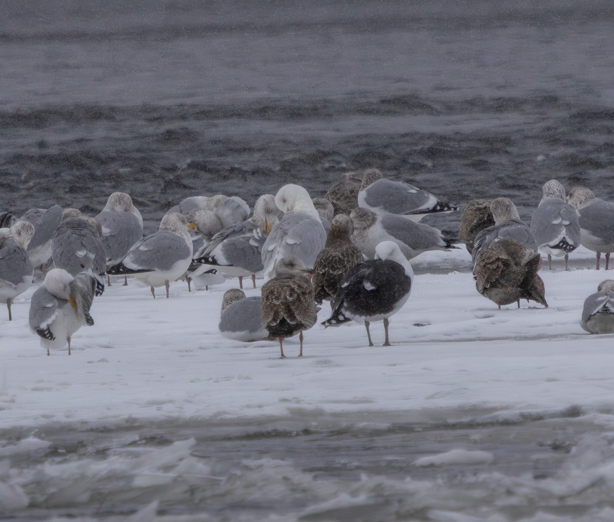 Glaucous Gull - ML628947313