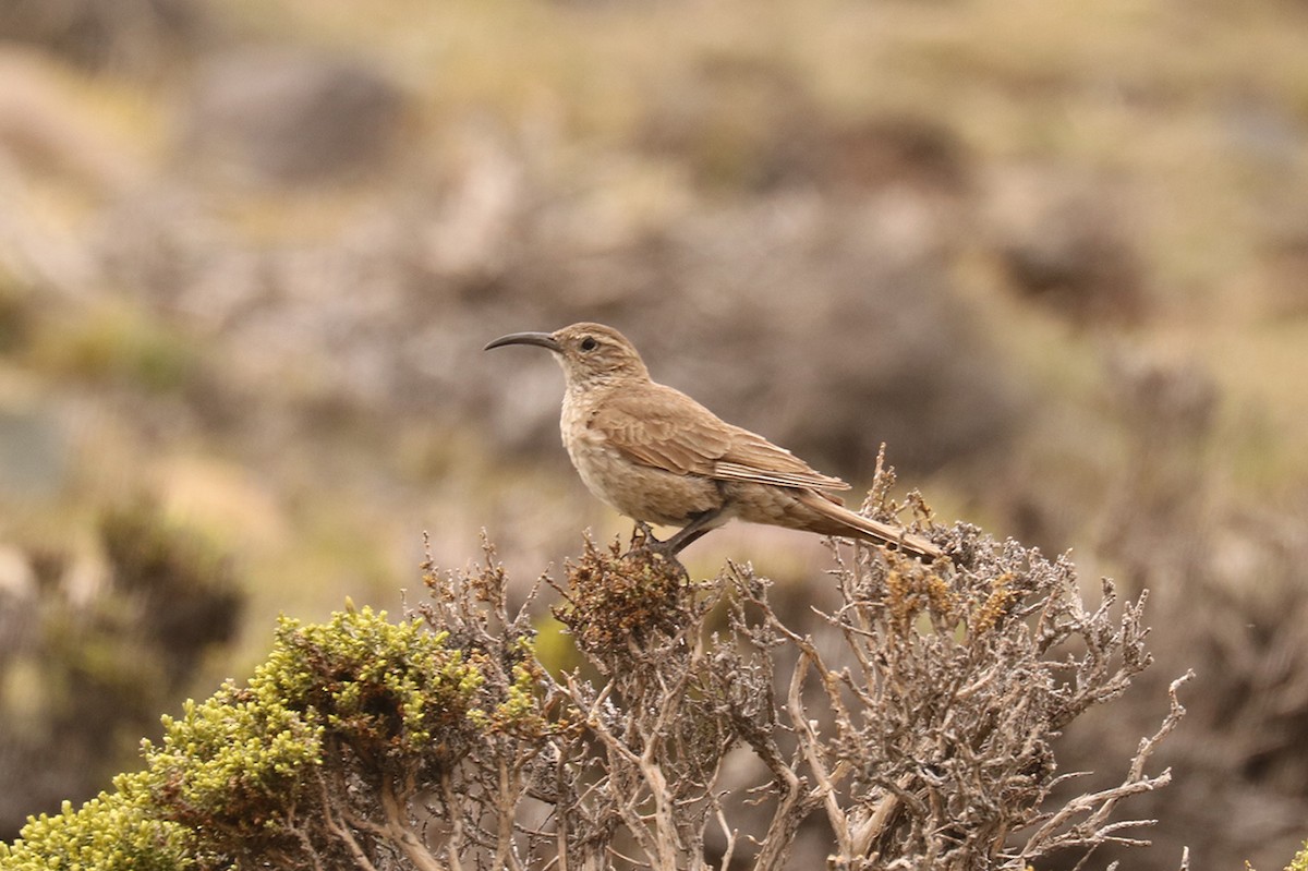 Scale-throated Earthcreeper - ML628947498