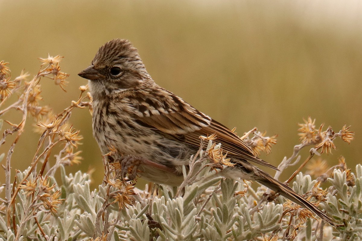 Rufous-collared Sparrow - ML628947525