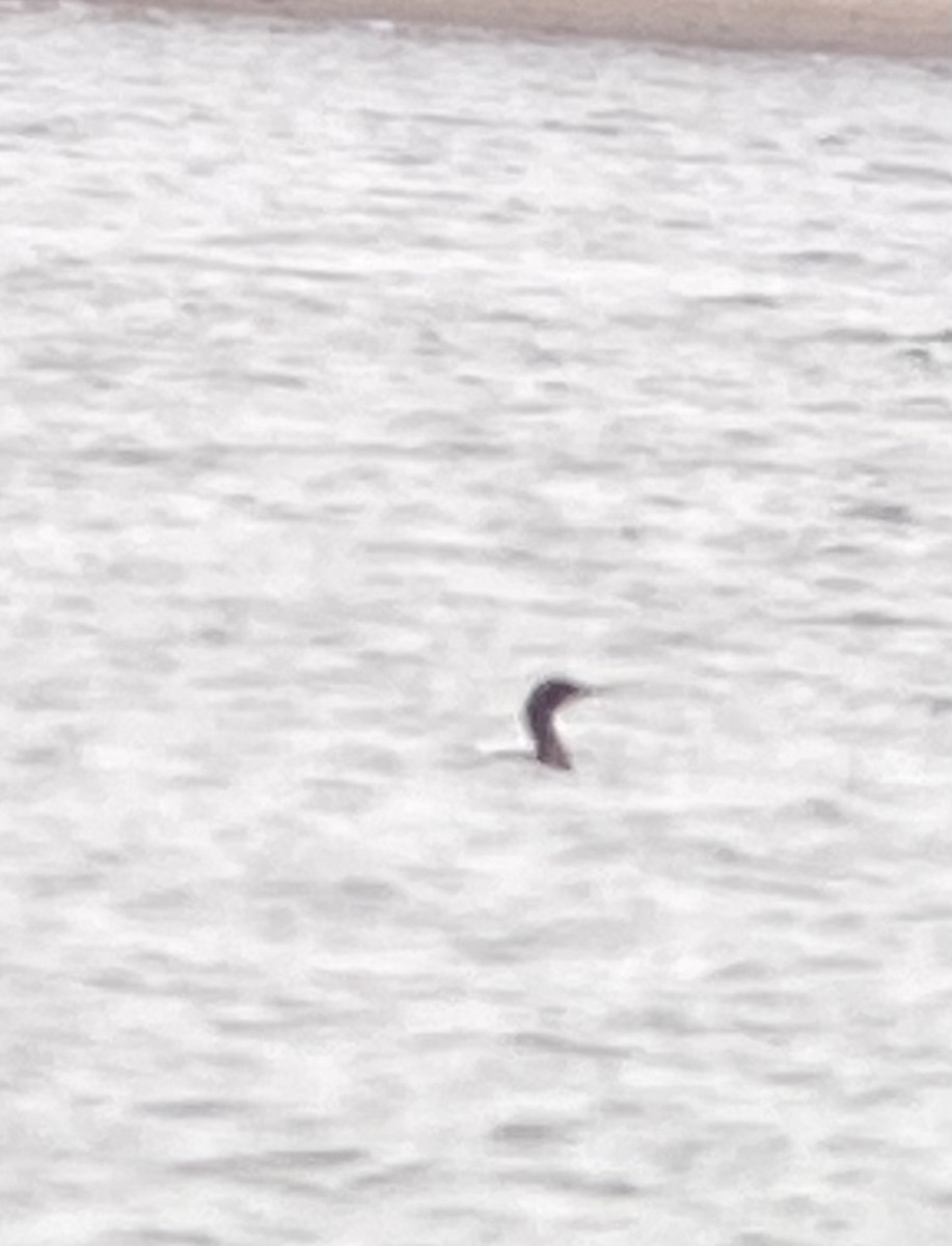 kormorán modrohrdlý - ML628947604