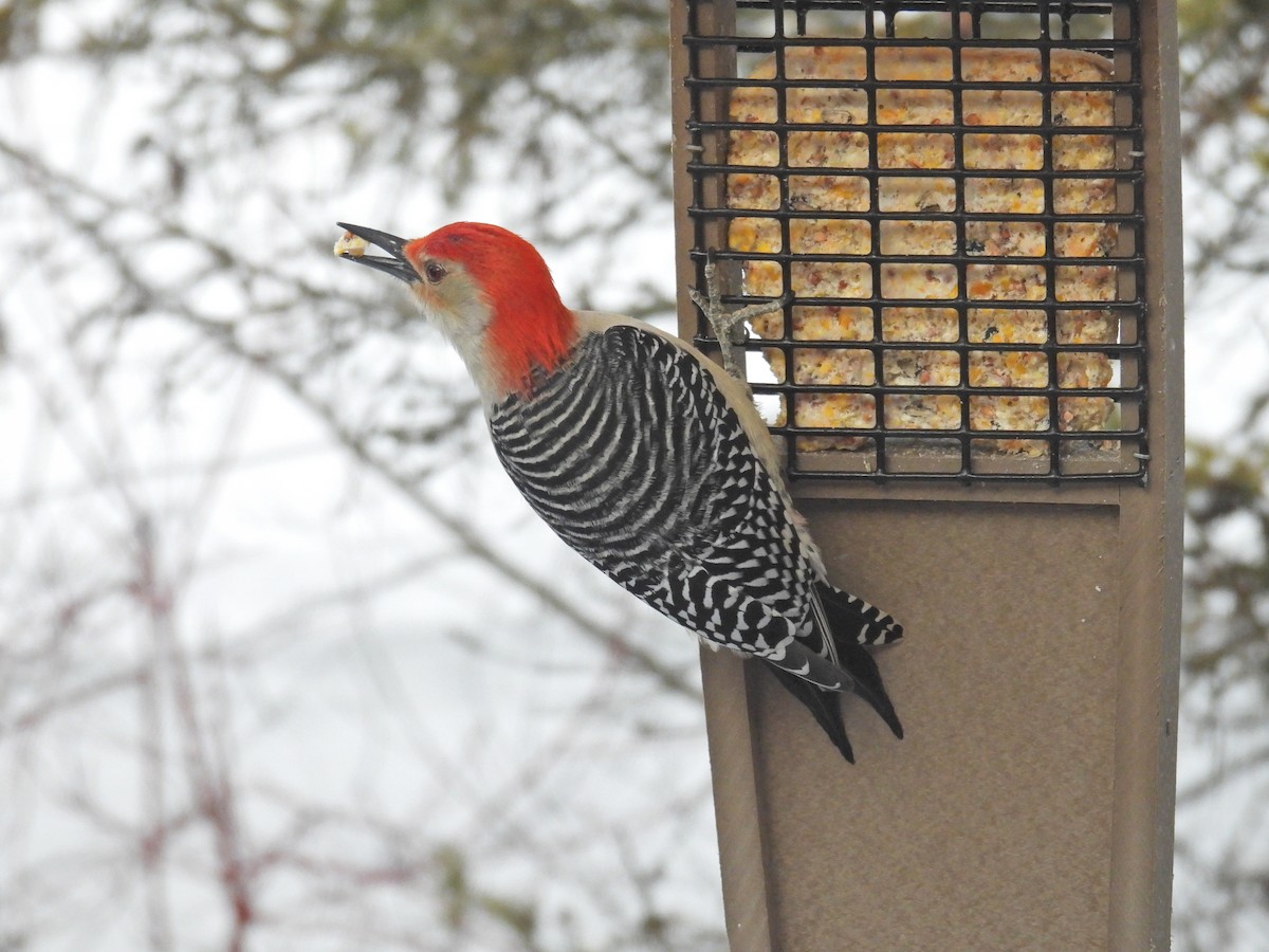 Red-bellied Woodpecker - ML628947607