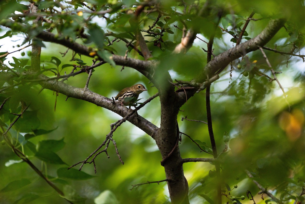 Ovenbird - ML628947660