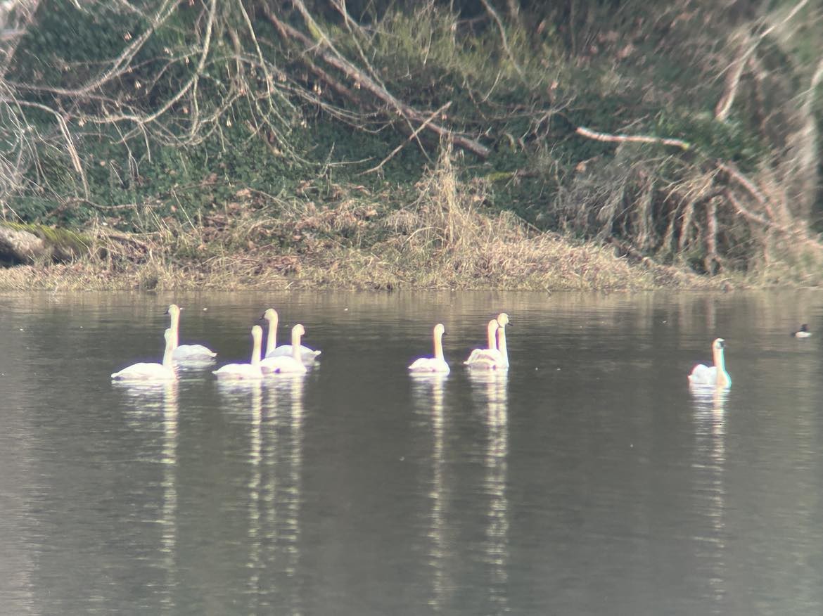 Trompeterschwan - ML628947835