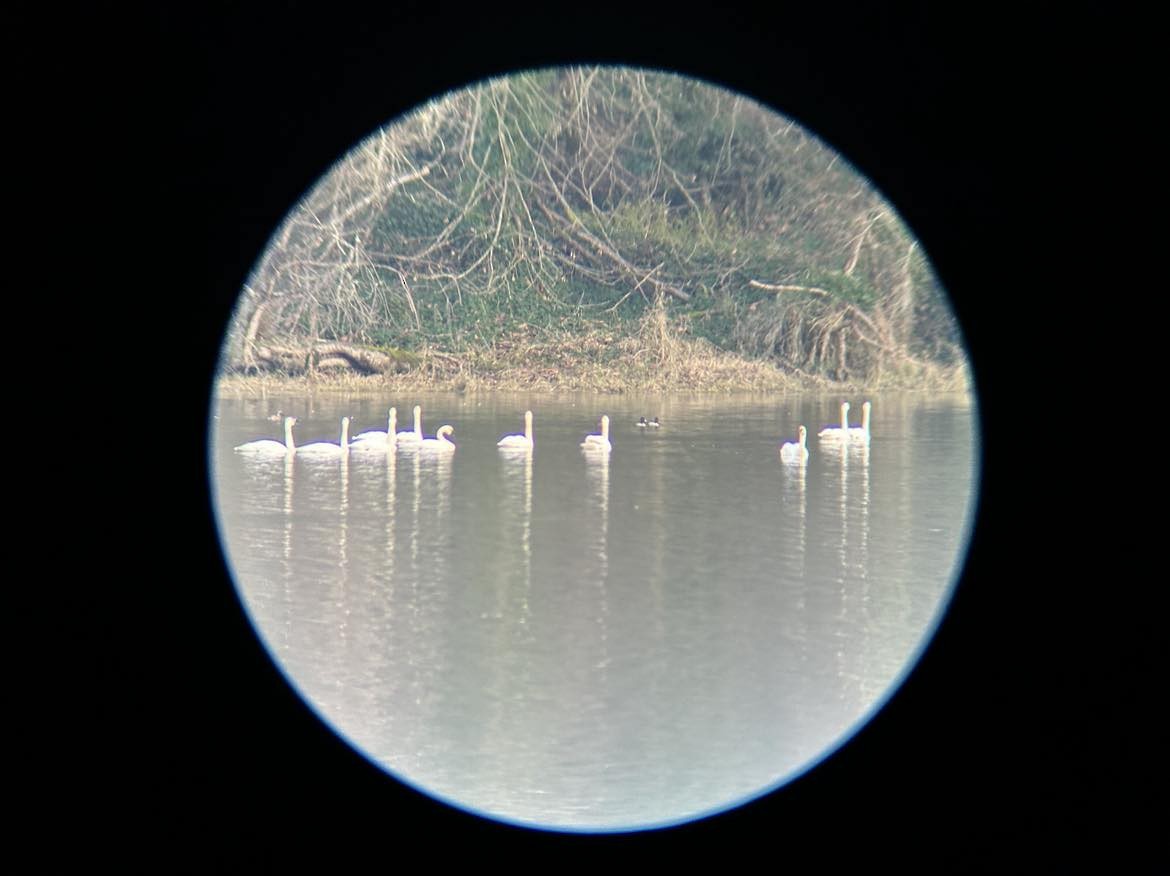 Trompeterschwan - ML628947836