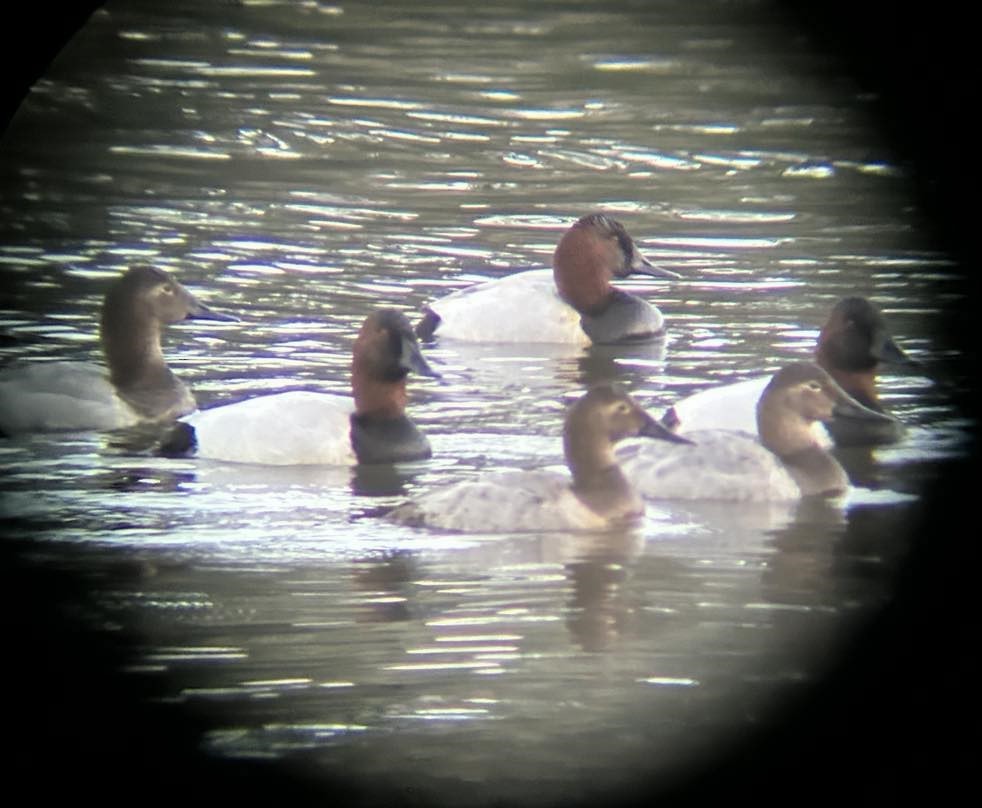 Riesentafelente - ML628947922