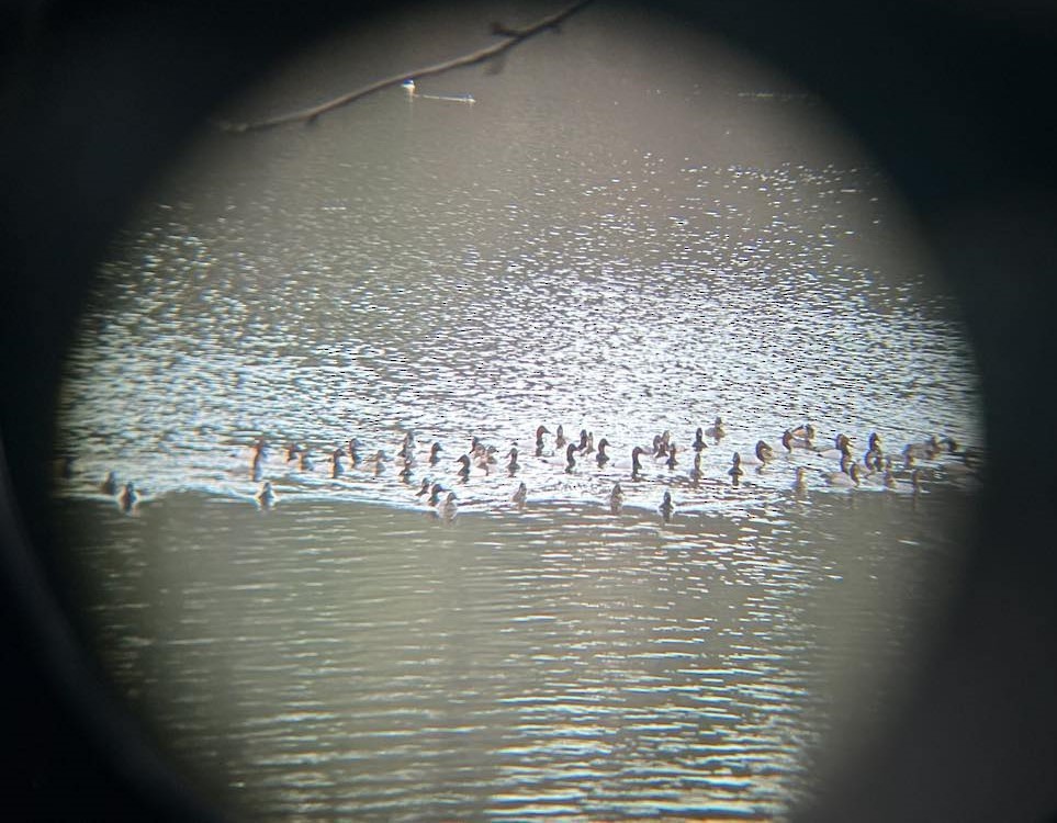 Riesentafelente - ML628947923