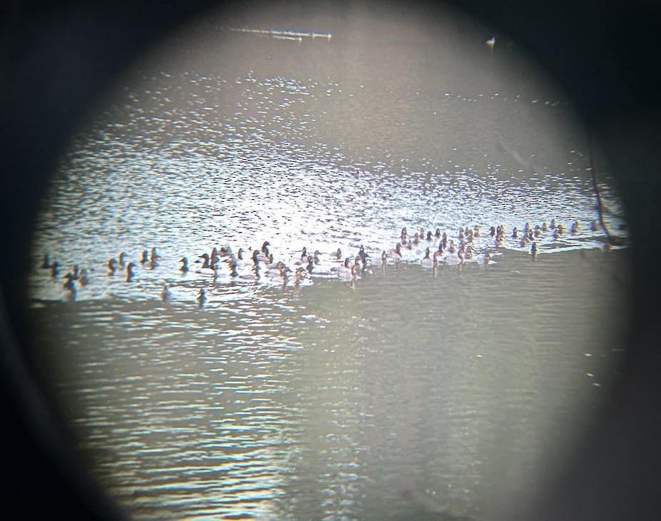 Riesentafelente - ML628947924