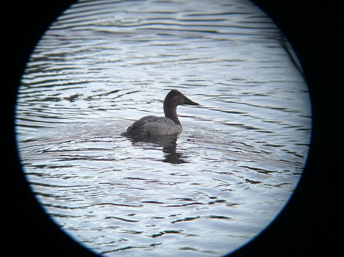 Riesentafelente - ML628947925