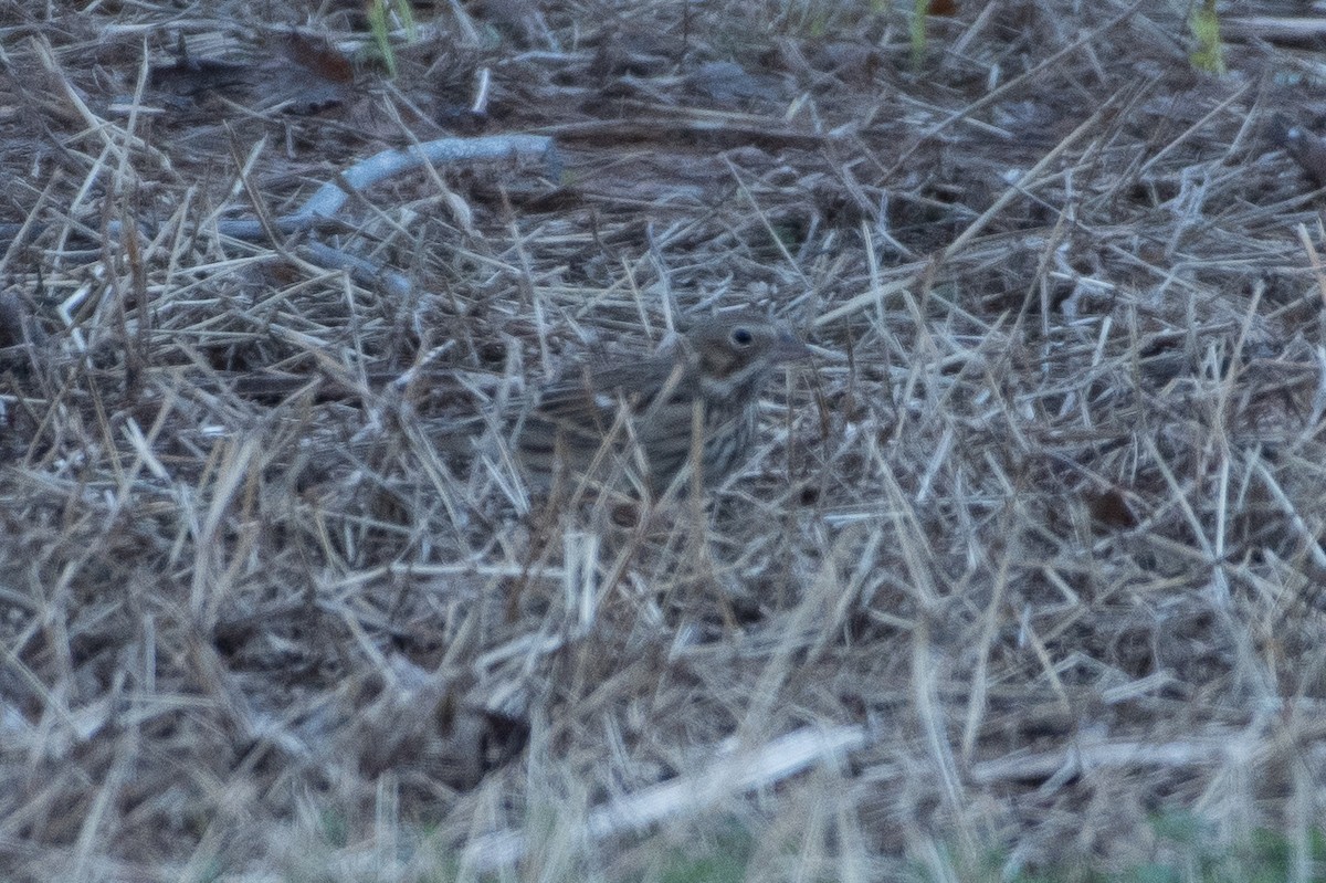 Vesper Sparrow - ML628948165