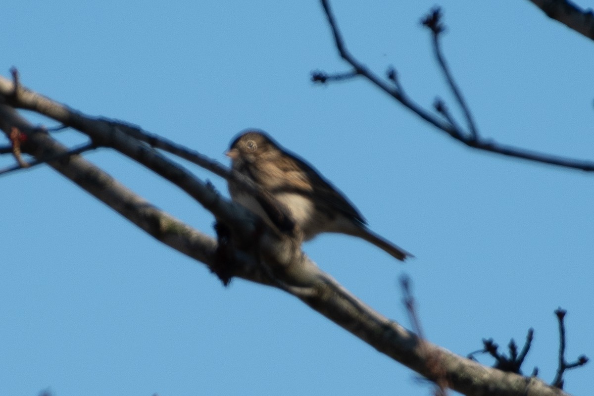 Vesper Sparrow - ML628948187