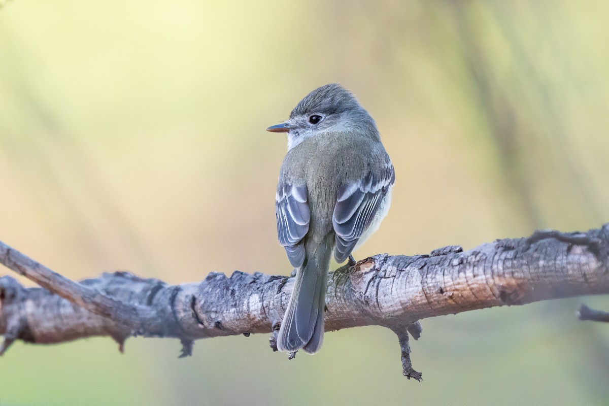 Dusky Flycatcher - ML628948197