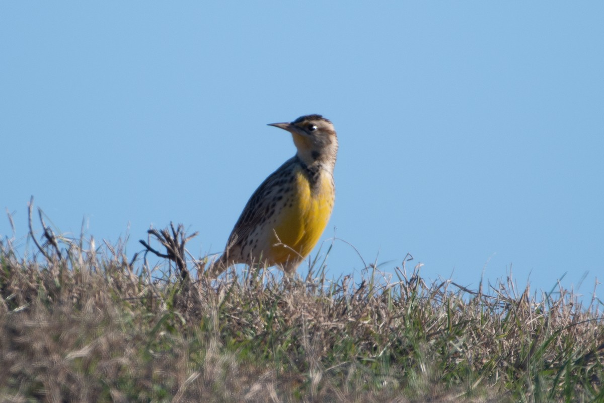 Eastern Meadowlark - ML628948199