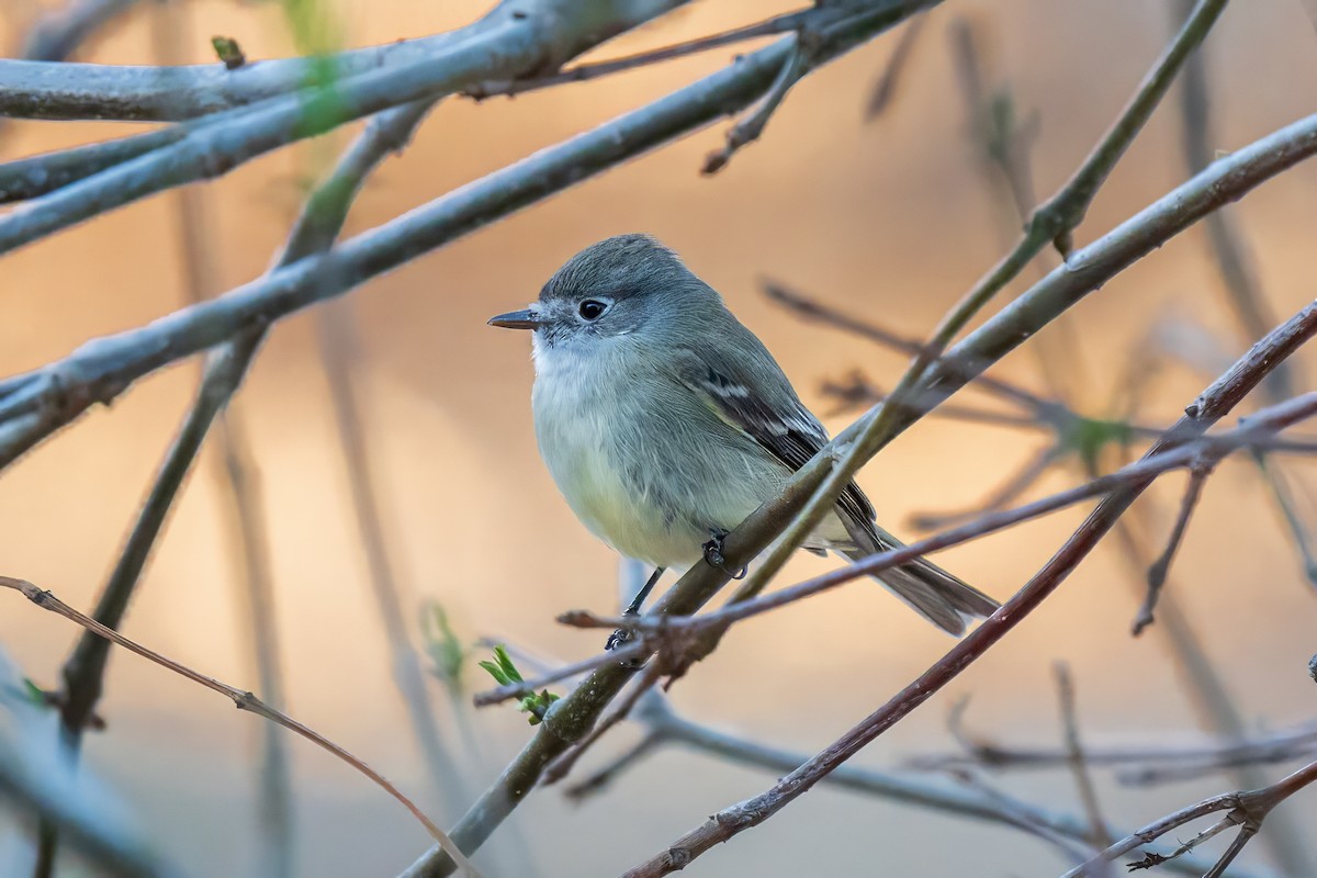 Dusky Flycatcher - ML628948201