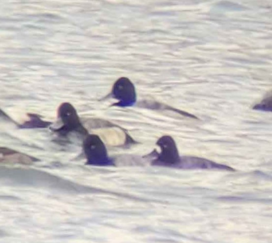 Lesser Scaup - ML628948248