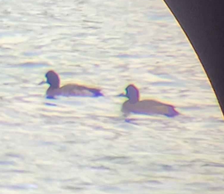 Lesser Scaup - ML628948253