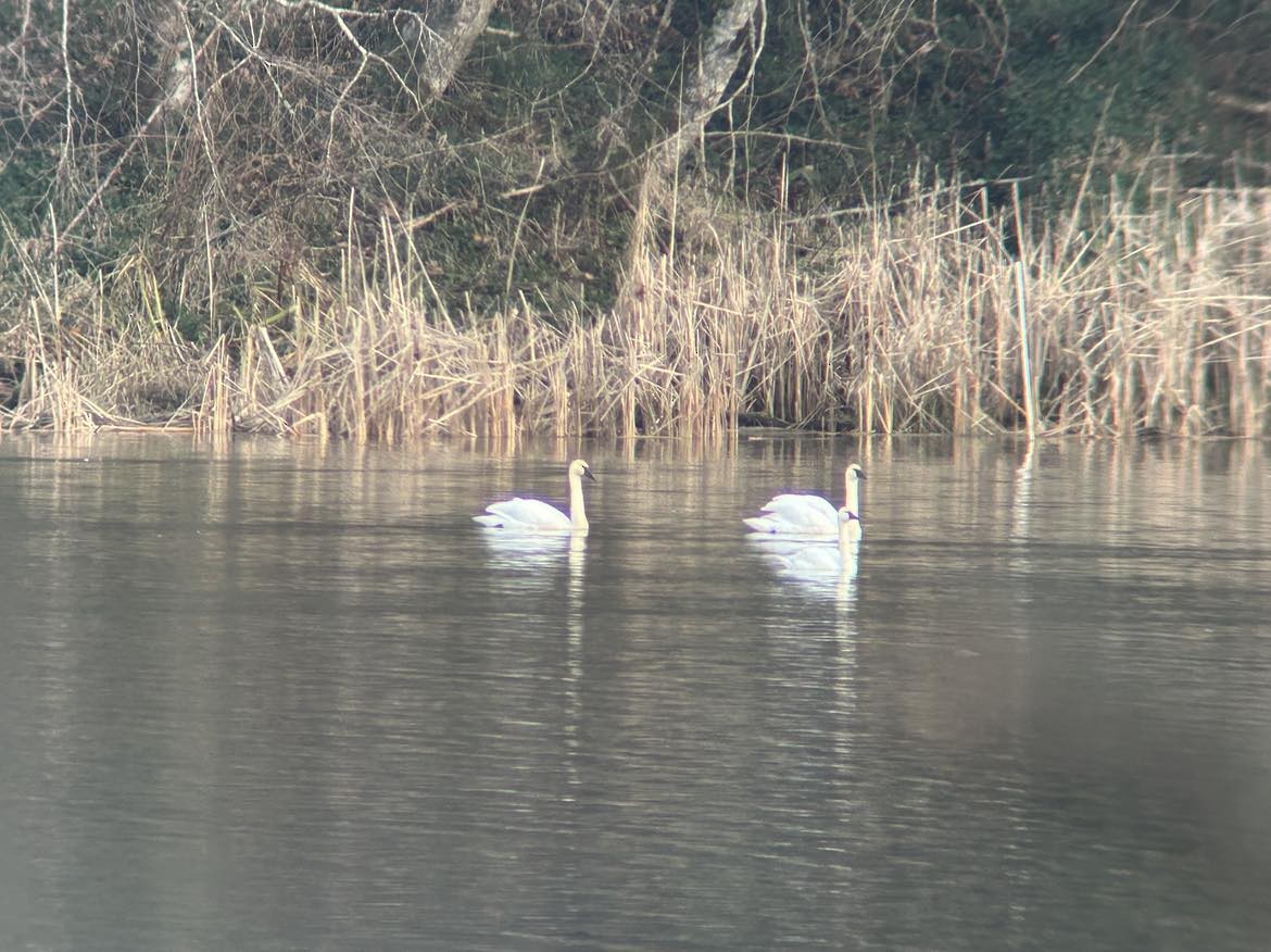 Trompeterschwan - ML628948341