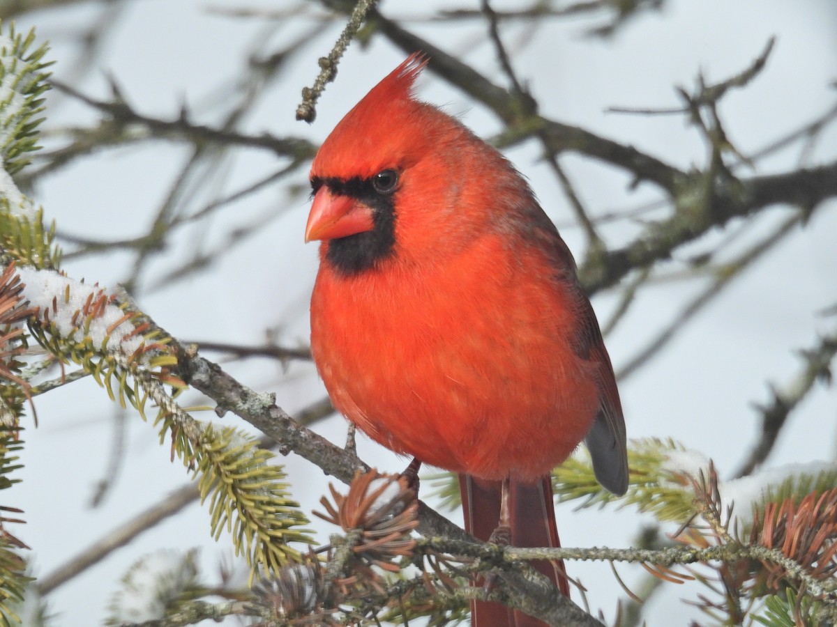 Northern Cardinal - ML628948411