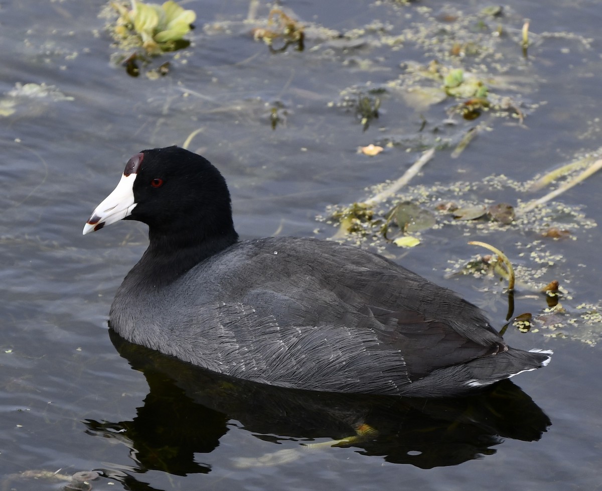 American Coot - ML628948433