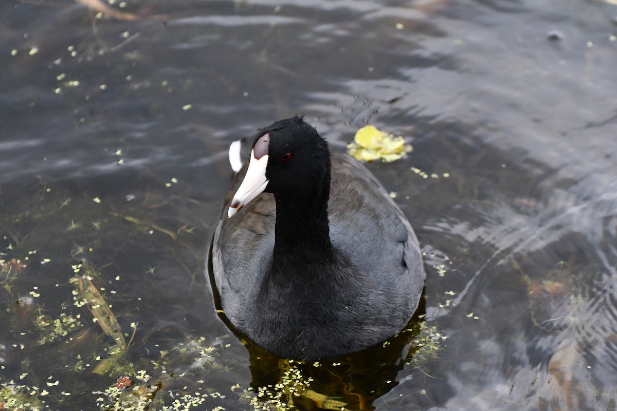 American Coot - ML628948434