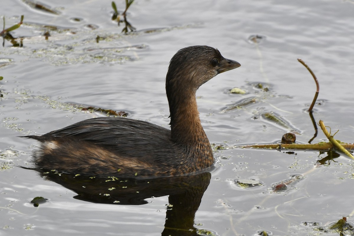 Pied-billed Grebe - ML628948440