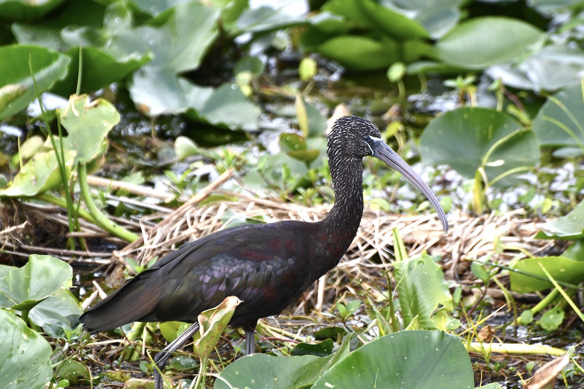 彩䴉 - ML628948473